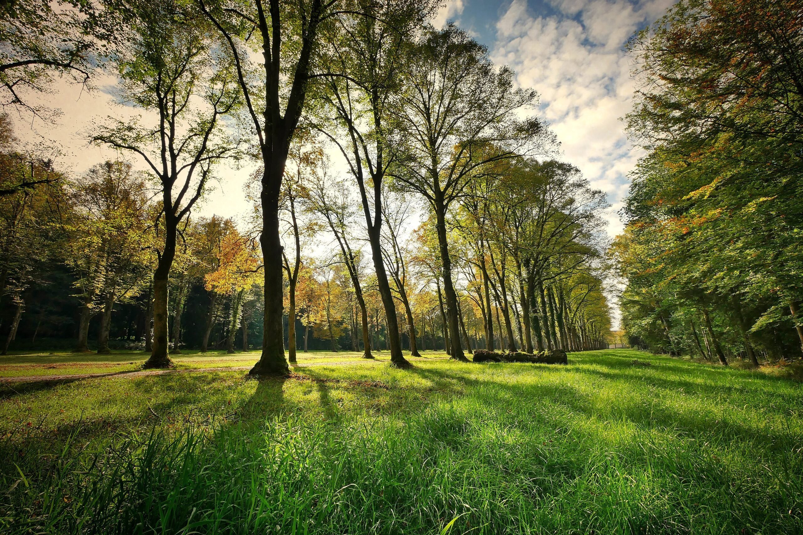 Fietzfotos trees 3076834