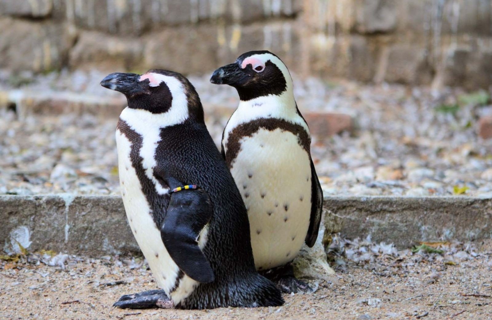 Artis Zoo