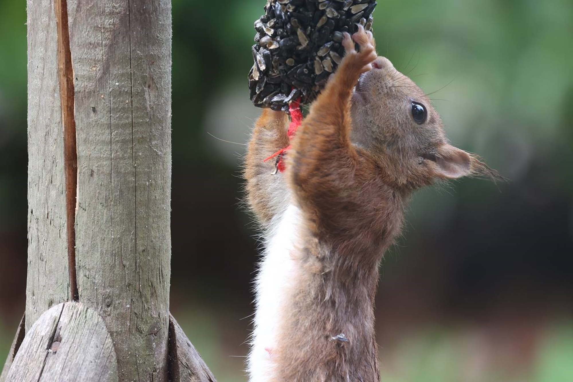 On the park squirrel 1