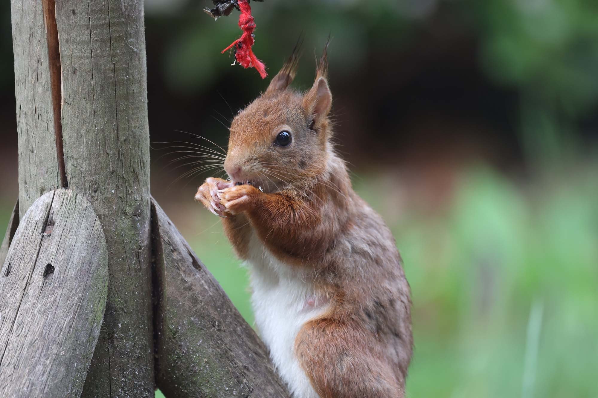 On the park squirrel 2