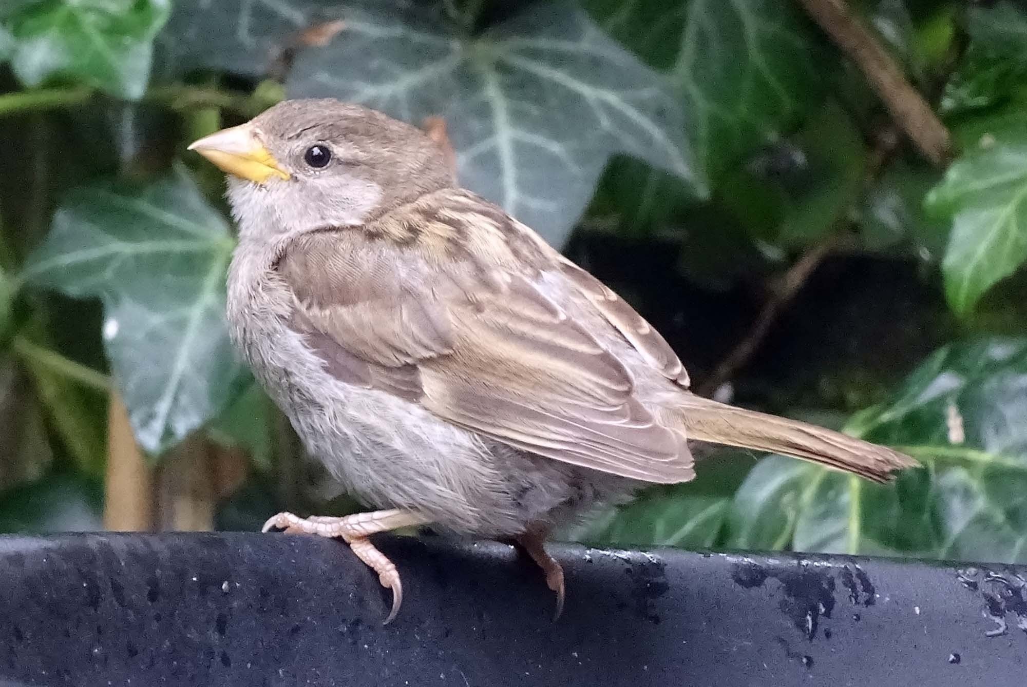 On the park sparrow