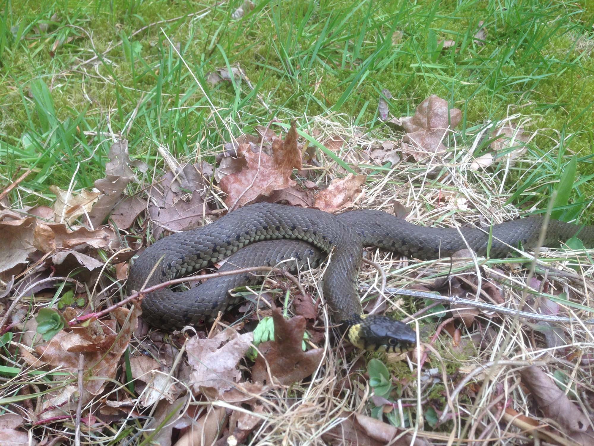 On the park green snake 1