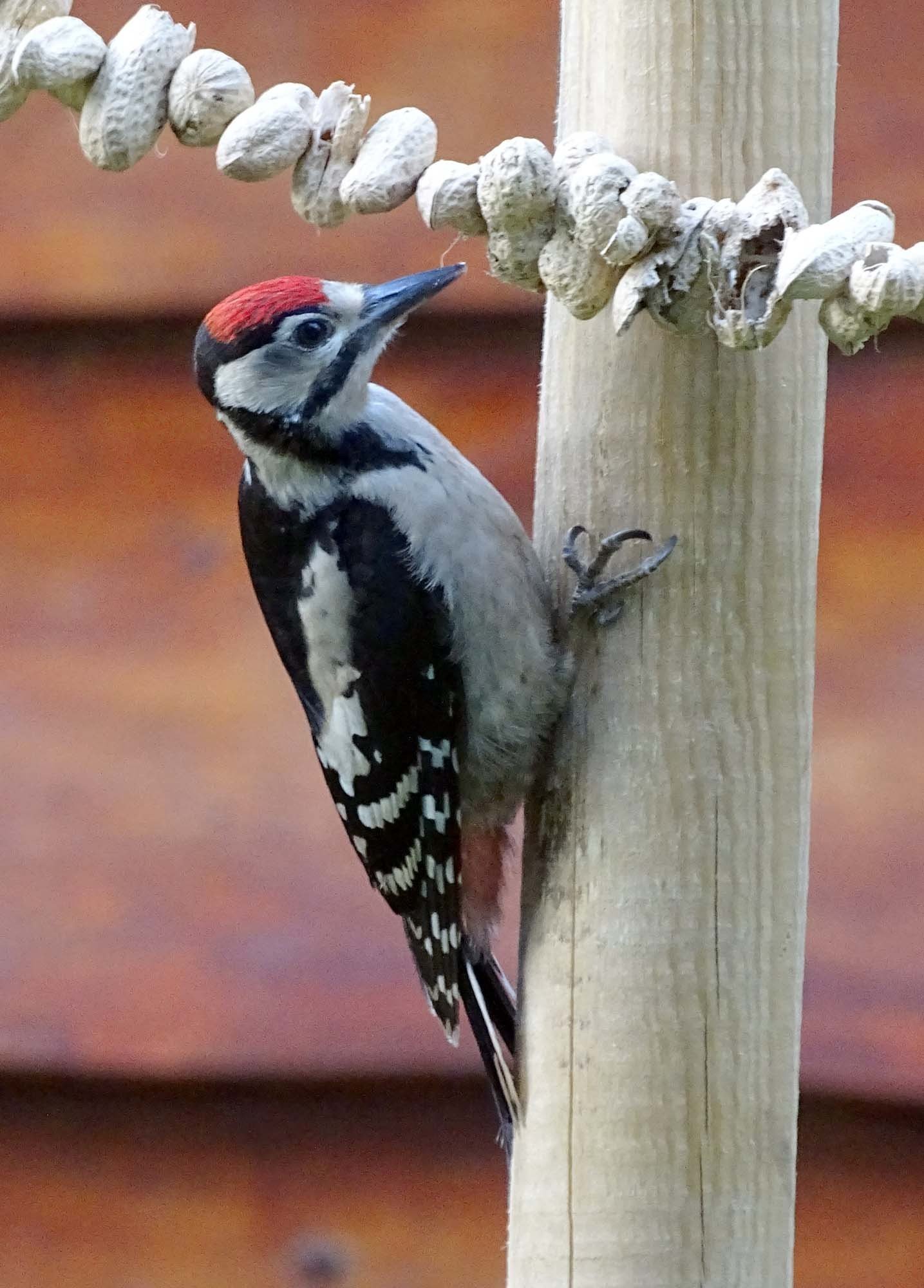 On the park woodpecker