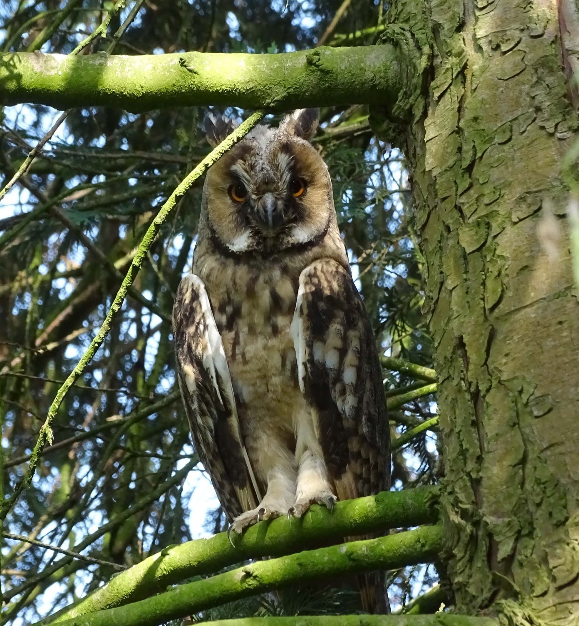 On the park owl 1